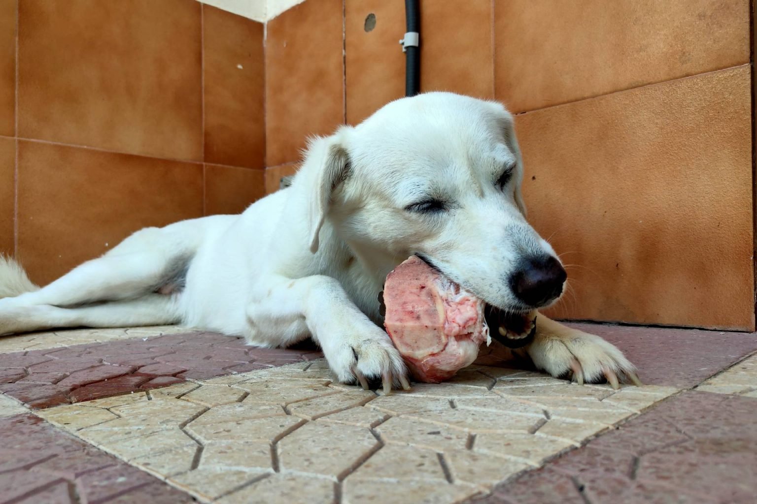 Mi Perro Me Gruñe Cuando Le Riño